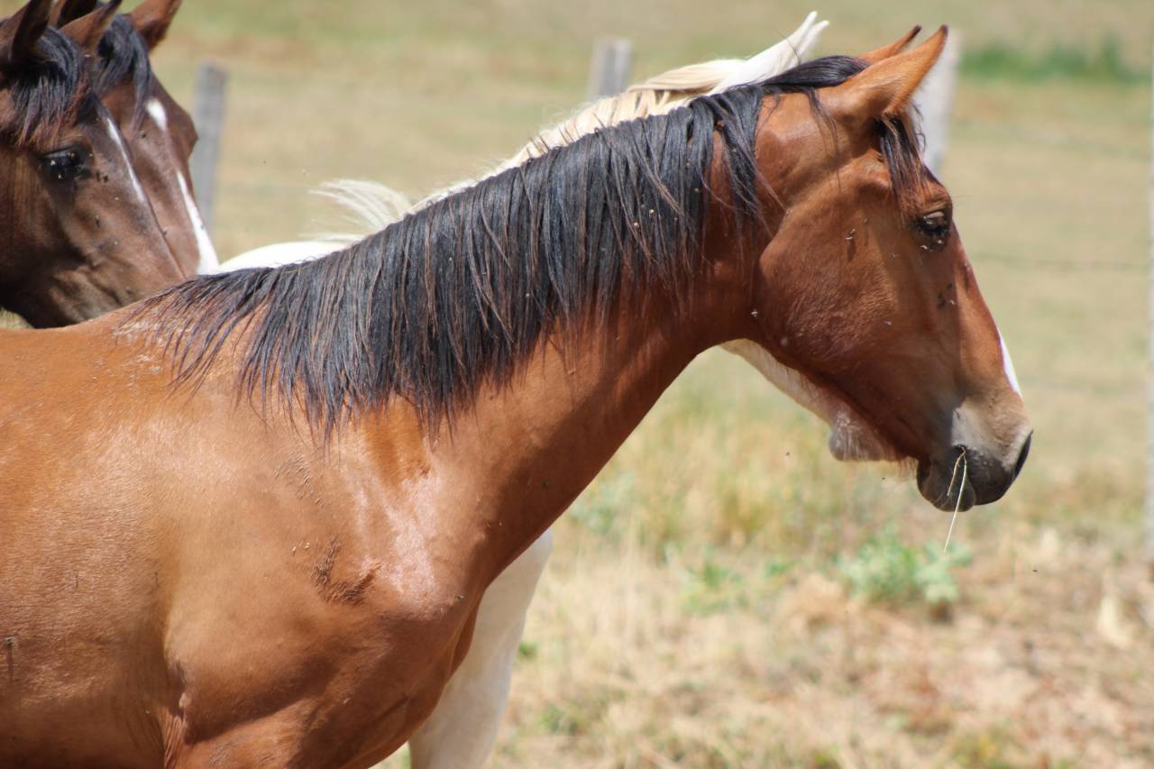 Caballo castrado PRE Pura Raza Espa&ntilde;ola En venta 2025 Bayo
