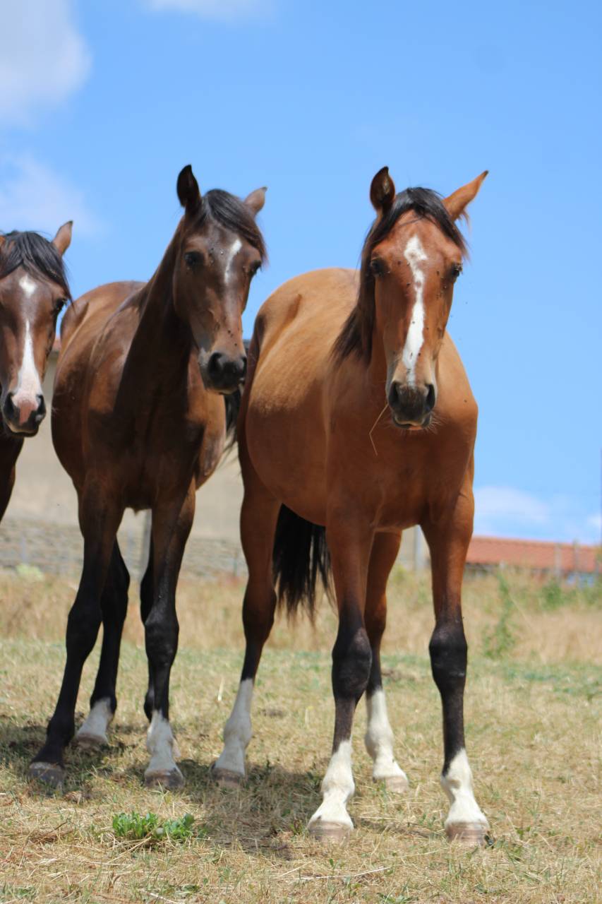 Caballo castrado PRE Pura Raza Espa&ntilde;ola En venta 2025 Bayo