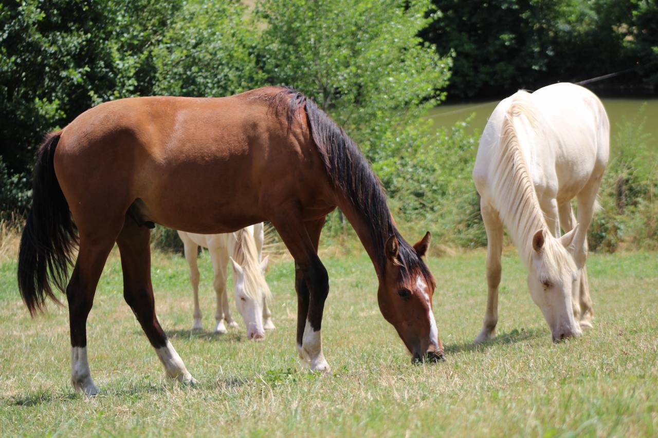 Caballo castrado PRE Pura Raza Espa&ntilde;ola En venta 2025 Bayo