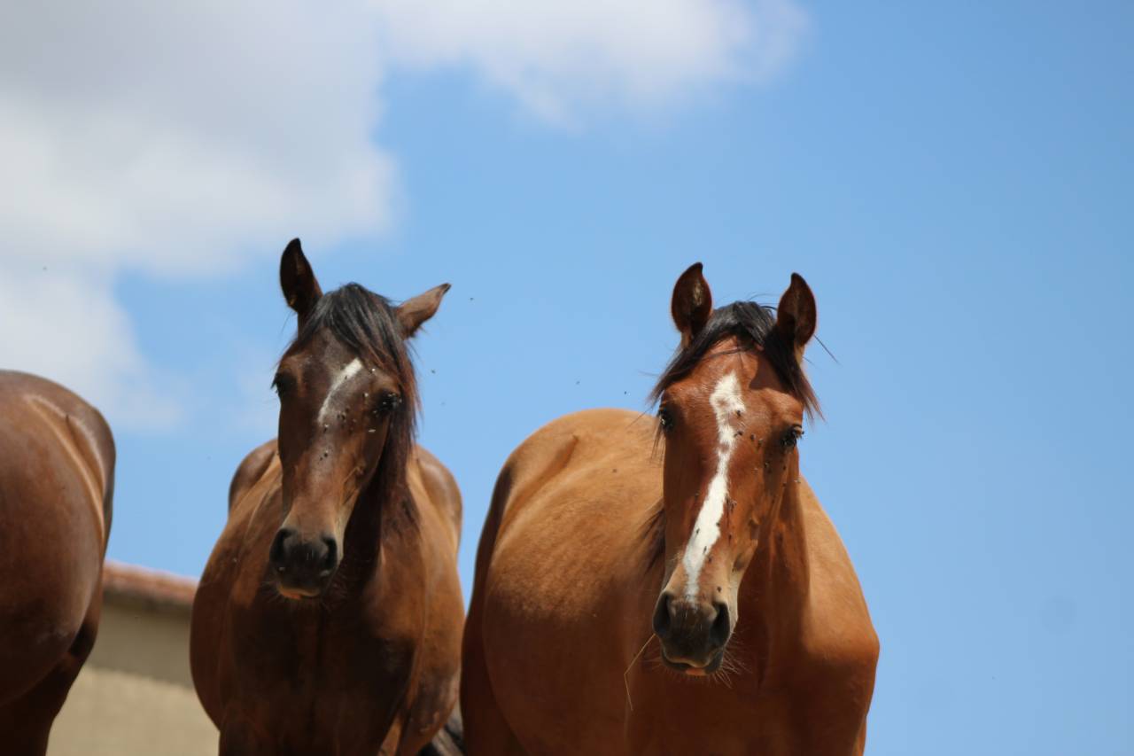 Caballo castrado PRE Pura Raza Espa&ntilde;ola En venta 2025 Bayo