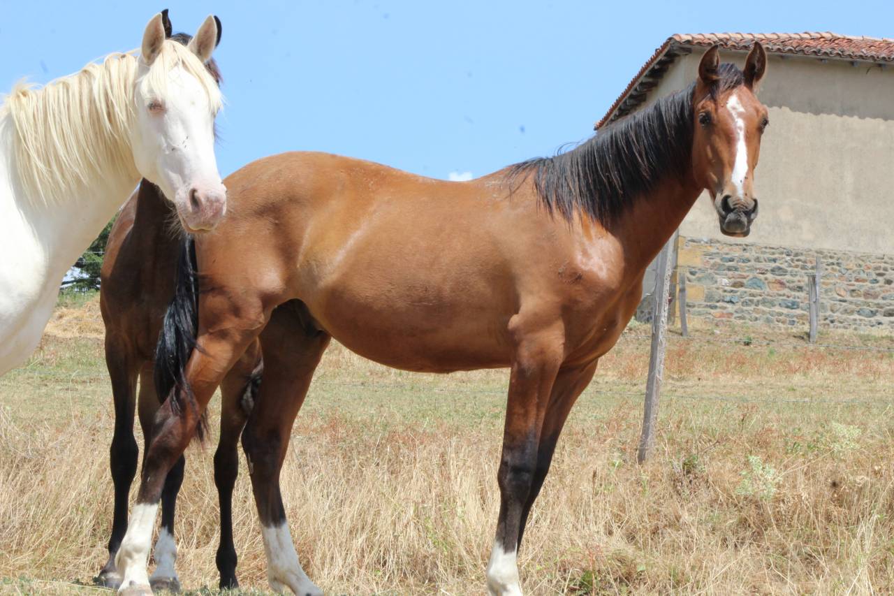 Caballo castrado PRE Pura Raza Espa&ntilde;ola En venta 2025 Bayo