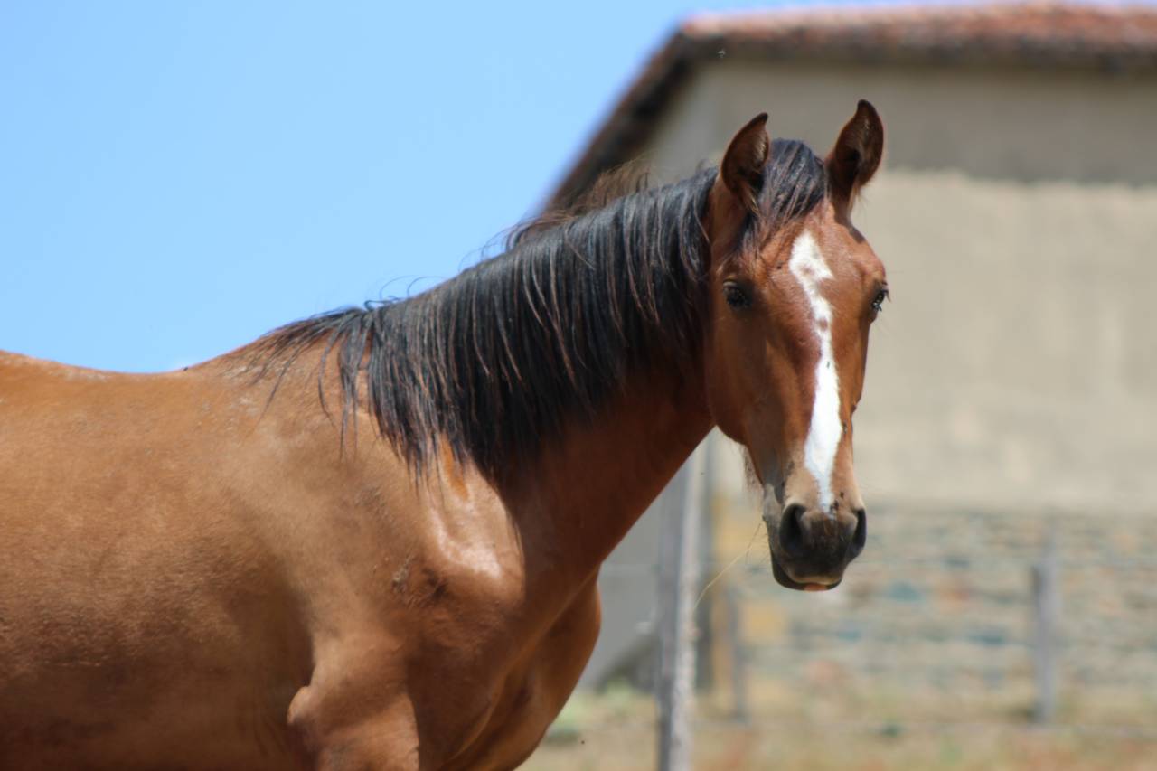 Caballo castrado PRE Pura Raza Espa&ntilde;ola En venta 2025 Bayo