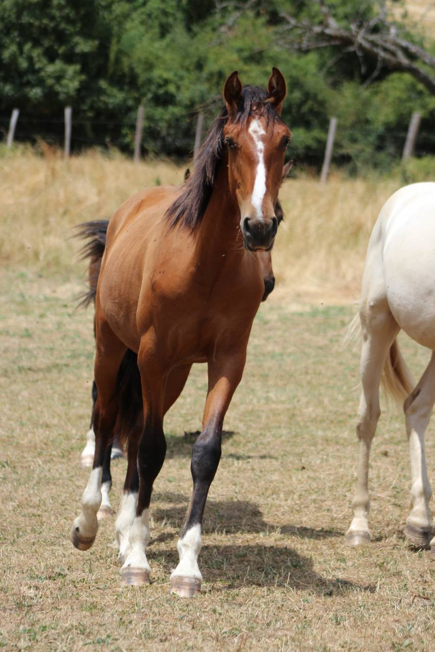 Caballo castrado PRE Pura Raza Espa&ntilde;ola En venta 2025 Bayo