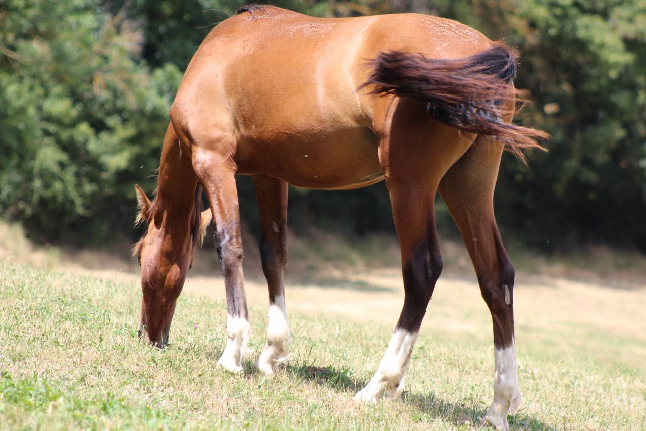 Caballo castrado PRE Pura Raza Espa&ntilde;ola En venta 2025 Bayo