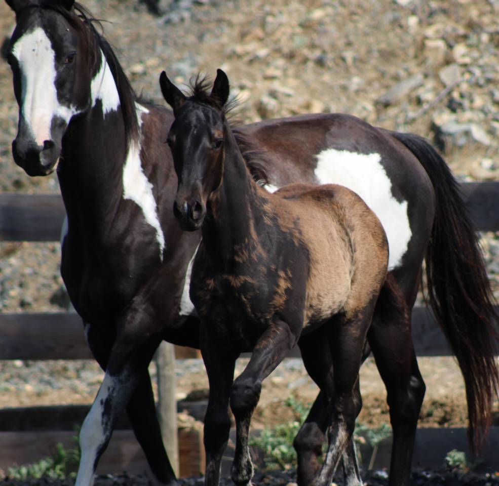 Potro Paint Horse En venta 2026 Negro