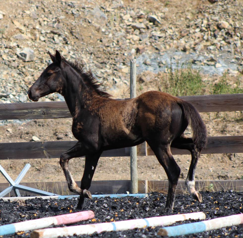 Potro Paint Horse En venta 2026 Negro