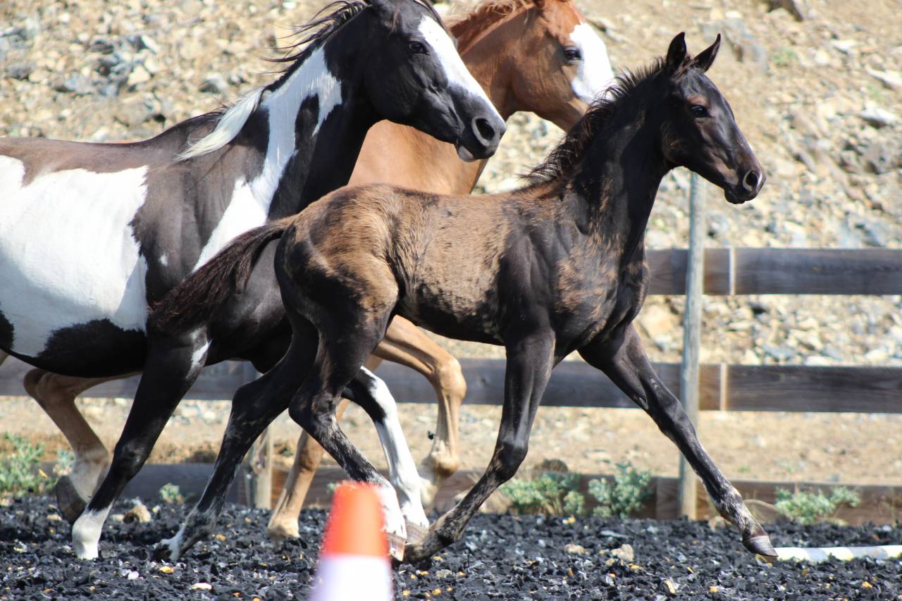 Potro Paint Horse En venta 2026 Negro