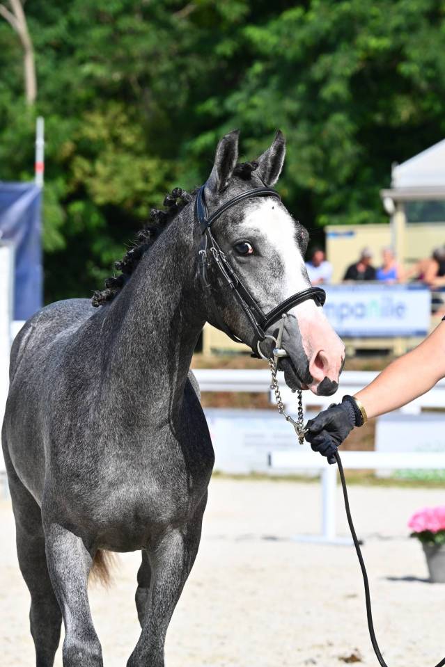 Caballo entero PFS Poni Fran&ccedil;&eacute;s de Silla En venta 2025 Tordo