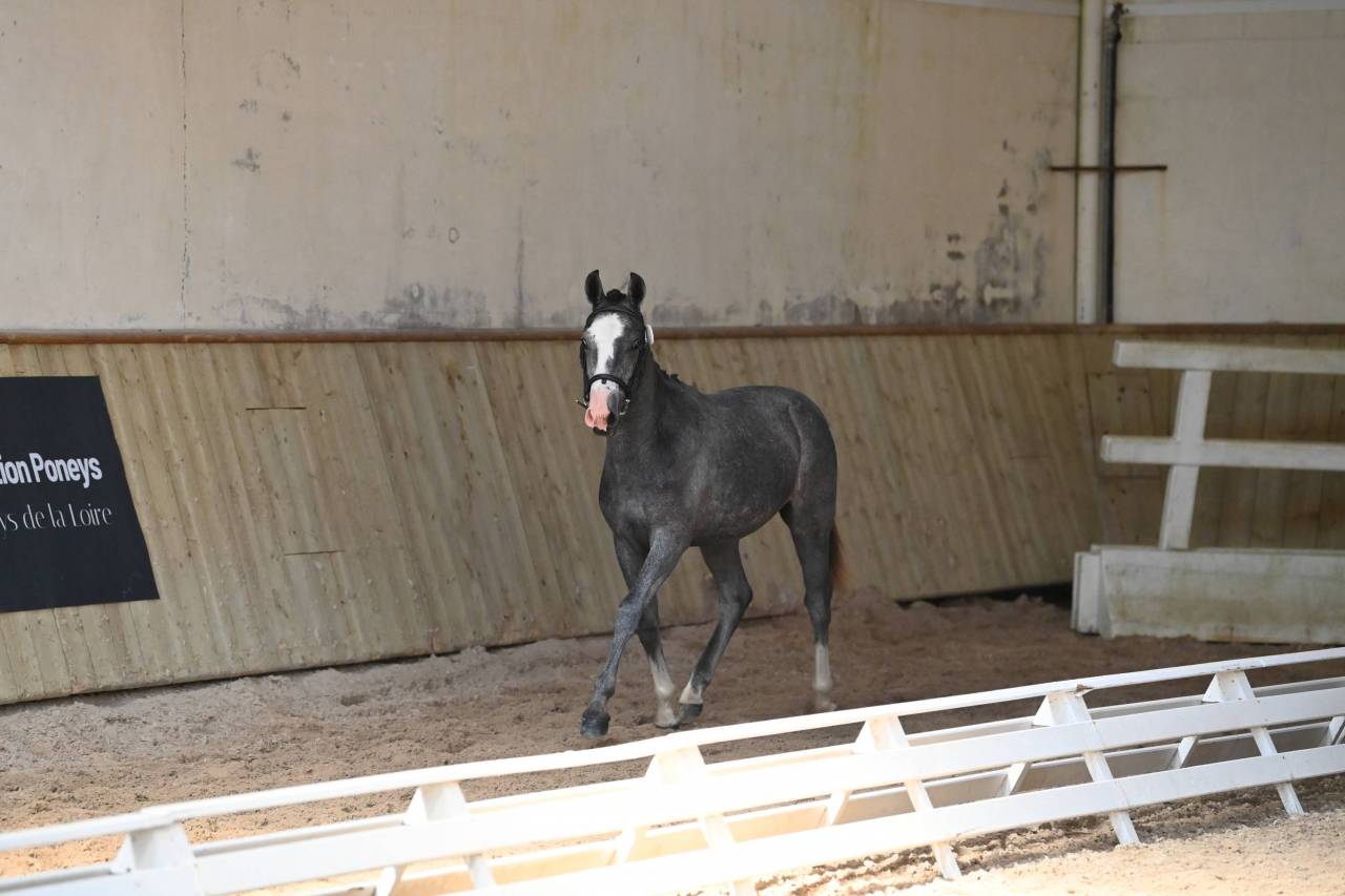 Caballo entero PFS Poni Fran&ccedil;&eacute;s de Silla En venta 2025 Tordo