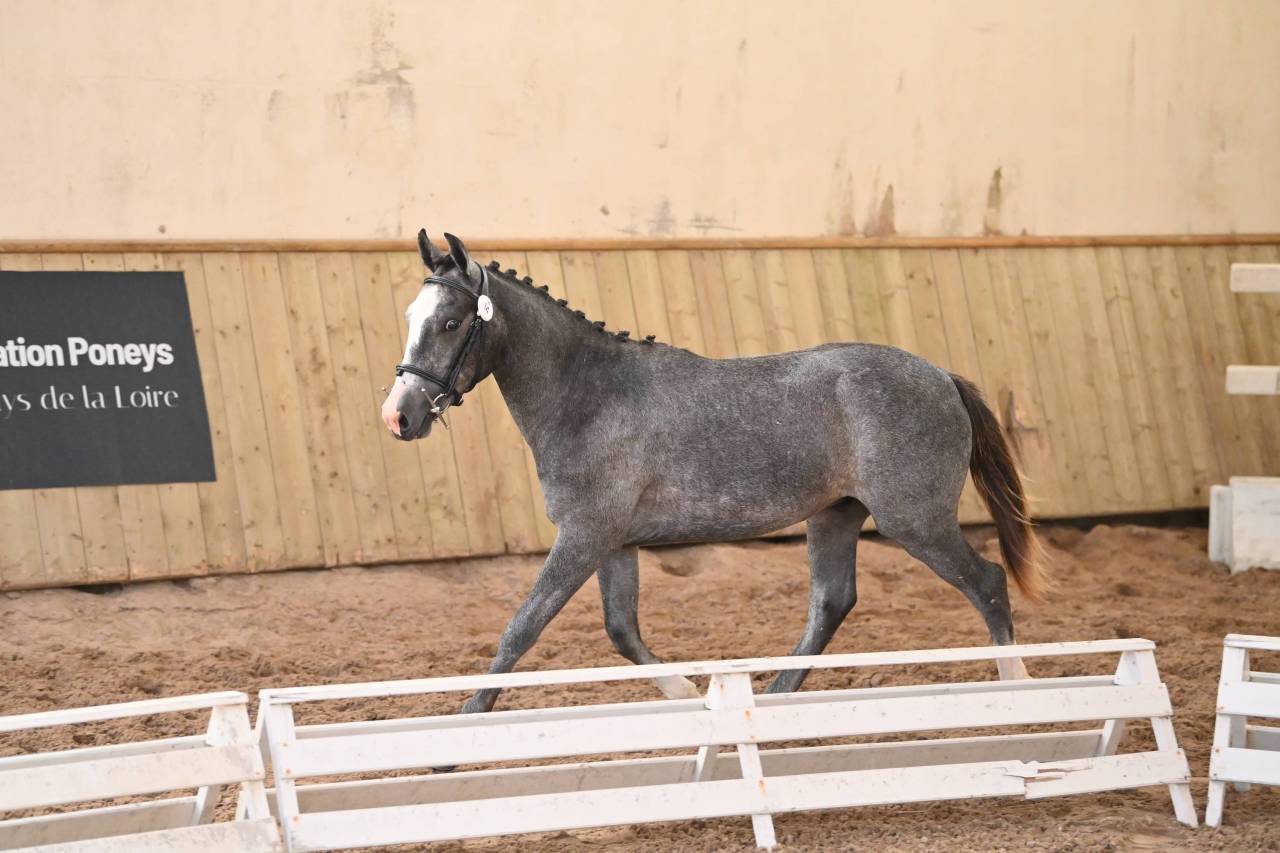 Caballo entero PFS Poni Fran&ccedil;&eacute;s de Silla En venta 2025 Tordo