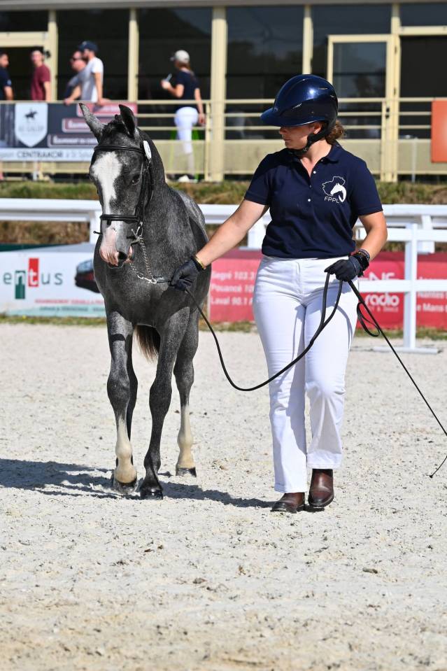 Caballo entero PFS Poni Fran&ccedil;&eacute;s de Silla En venta 2025 Tordo