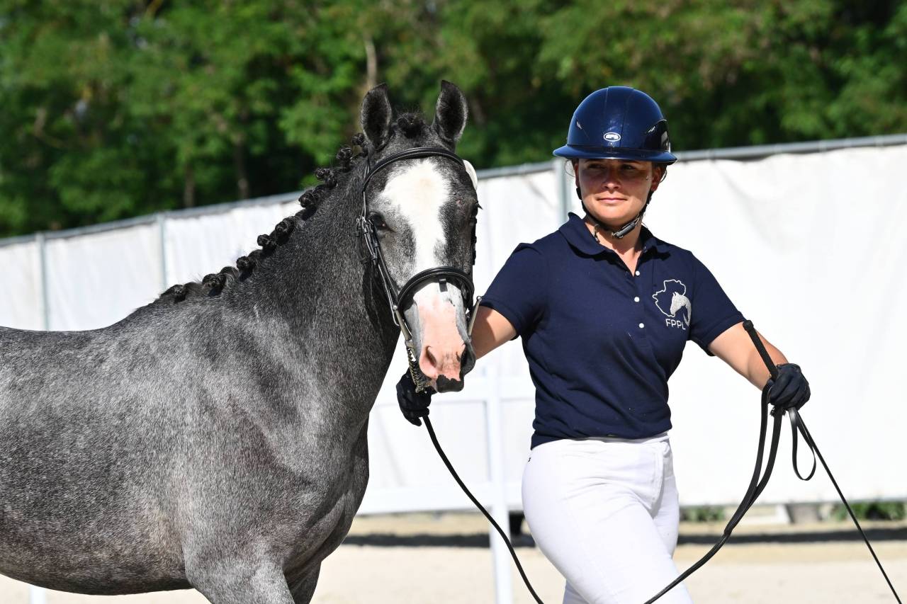 Caballo entero PFS Poni Fran&ccedil;&eacute;s de Silla En venta 2025 Tordo