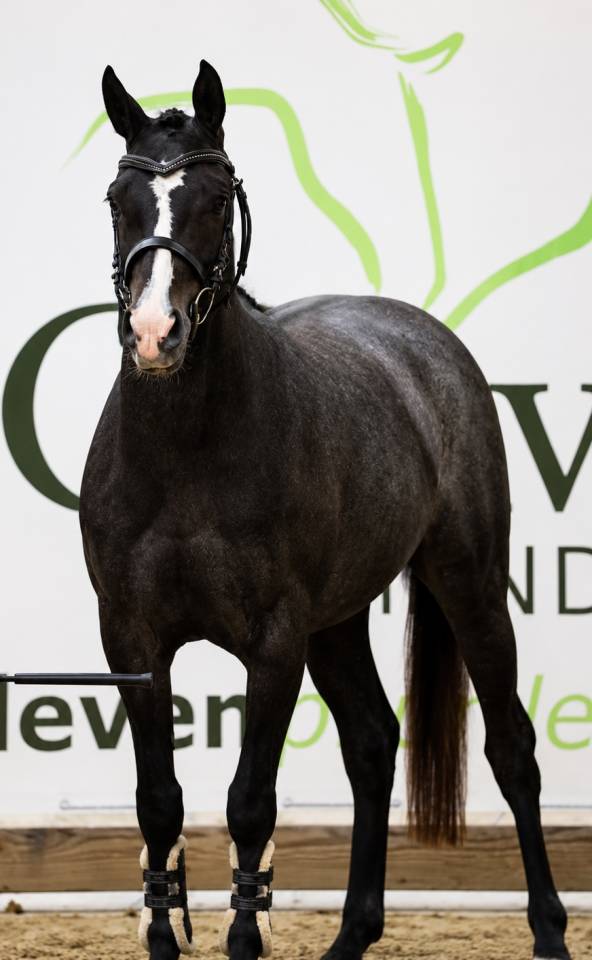 Potranca PFS Poni Fran&ccedil;&eacute;s de Silla En venta 2023 Tordo