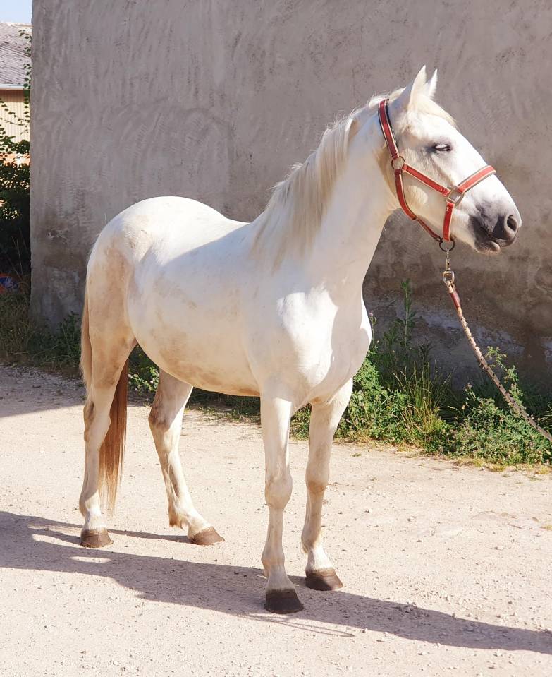 Caballo castrado Camargue En venta 2023 Tordo por Reine des Fa&iuml;sses