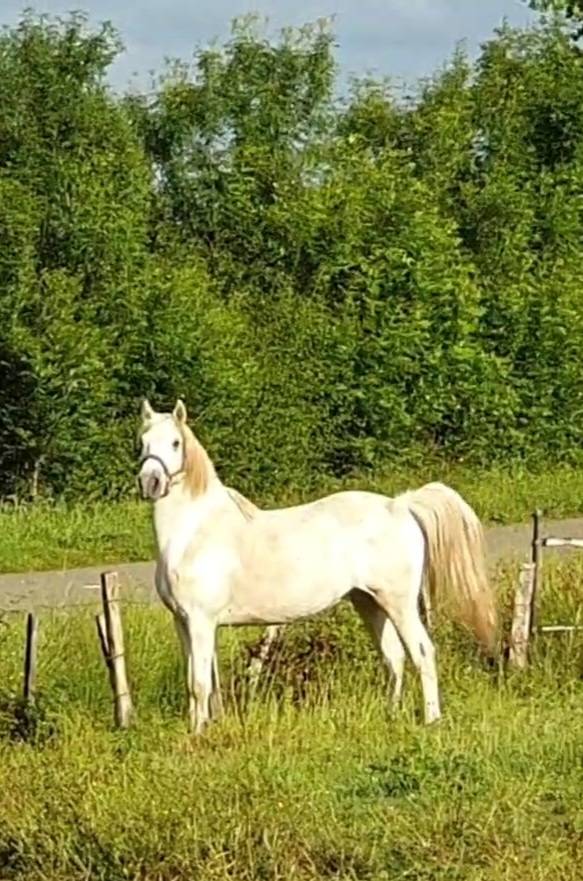 Caballo castrado Camargue En venta 2023 Tordo por Reine des Fa&iuml;sses