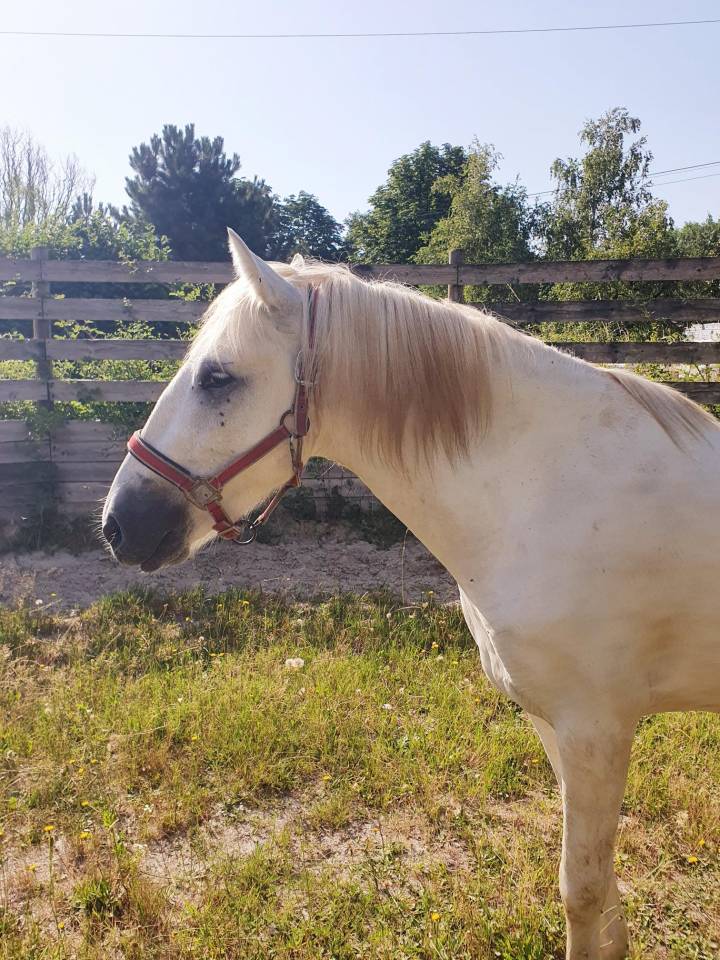 Caballo castrado Camargue En venta 2023 Tordo por Reine des Fa&iuml;sses
