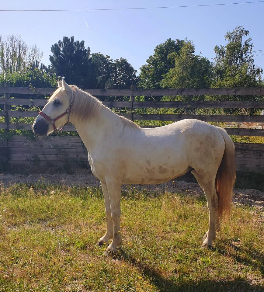 Caballo castrado Camargue En venta 2023 Tordo por Reine des Fa&iuml;sses