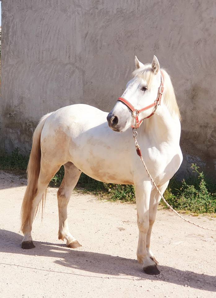 Caballo castrado Camargue En venta 2023 Tordo por Reine des Fa&iuml;sses