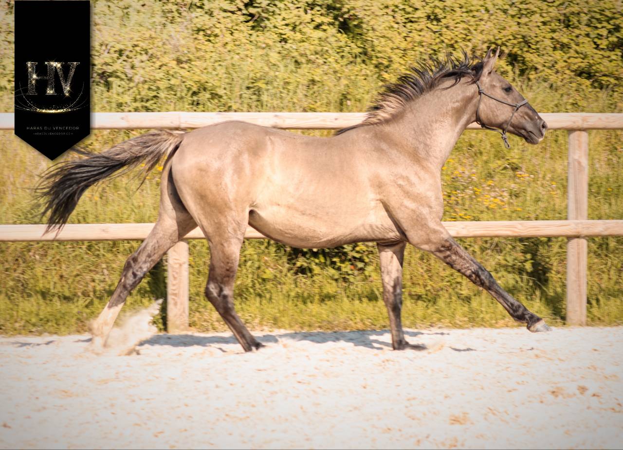 Potranca KWPN Caballo de Deporte Neerland&eacute;s En venta 2024 Dun por Inefavel