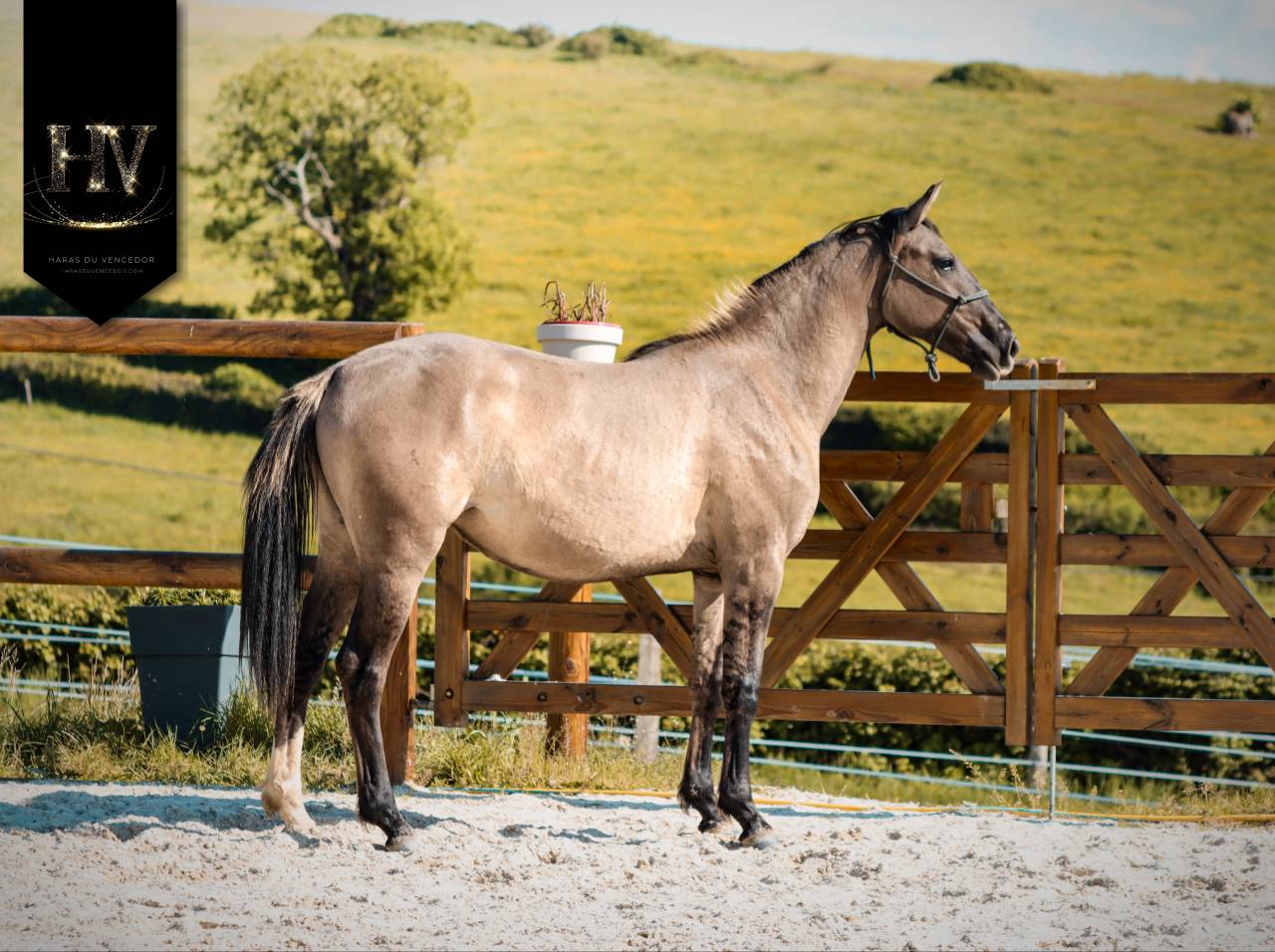 Potranca KWPN Caballo de Deporte Neerland&eacute;s En venta 2024 Dun por Inefavel