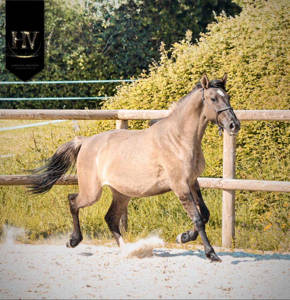 Potranca KWPN Caballo de Deporte Neerland&eacute;s En venta 2024 Dun por Inefavel