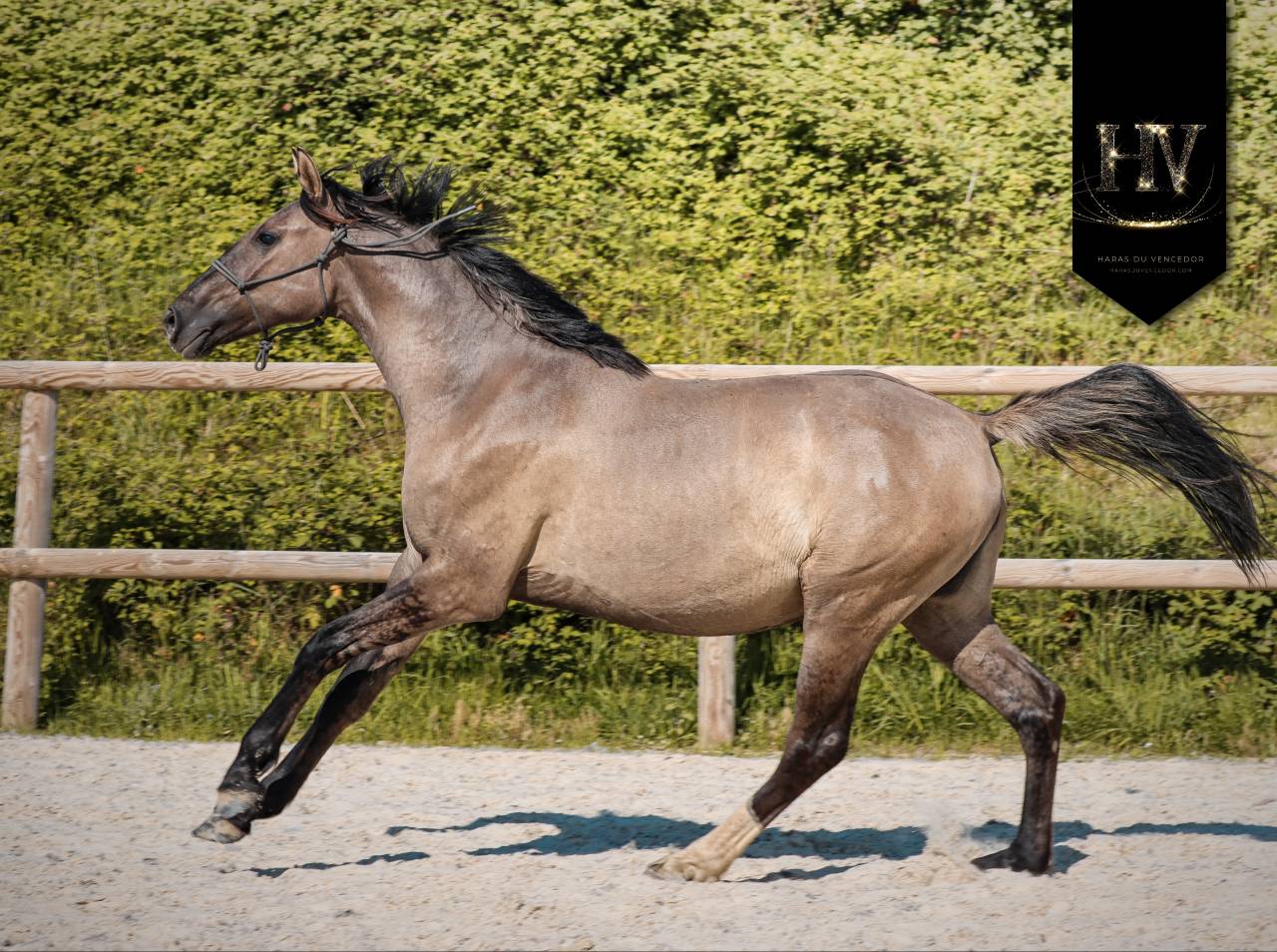 Potranca KWPN Caballo de Deporte Neerland&eacute;s En venta 2024 Dun por Inefavel