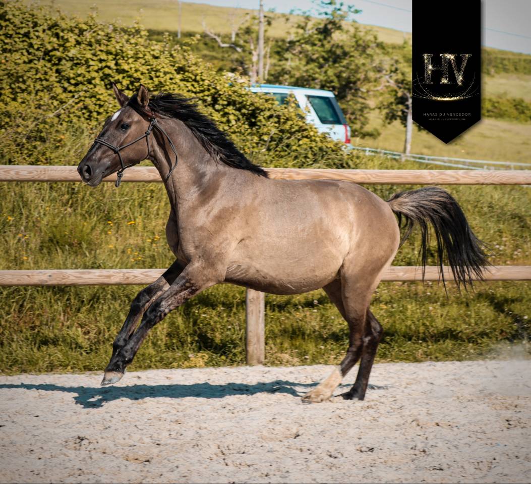 Potranca KWPN Caballo de Deporte Neerland&eacute;s En venta 2024 Dun por Inefavel