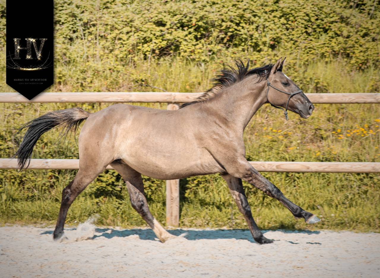 Potranca KWPN Caballo de Deporte Neerland&eacute;s En venta 2024 Dun por Inefavel