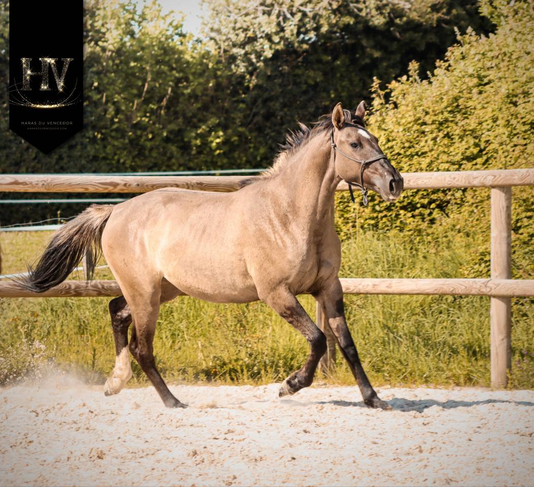 Potranca KWPN Caballo de Deporte Neerland&eacute;s En venta 2024 Dun por Inefavel