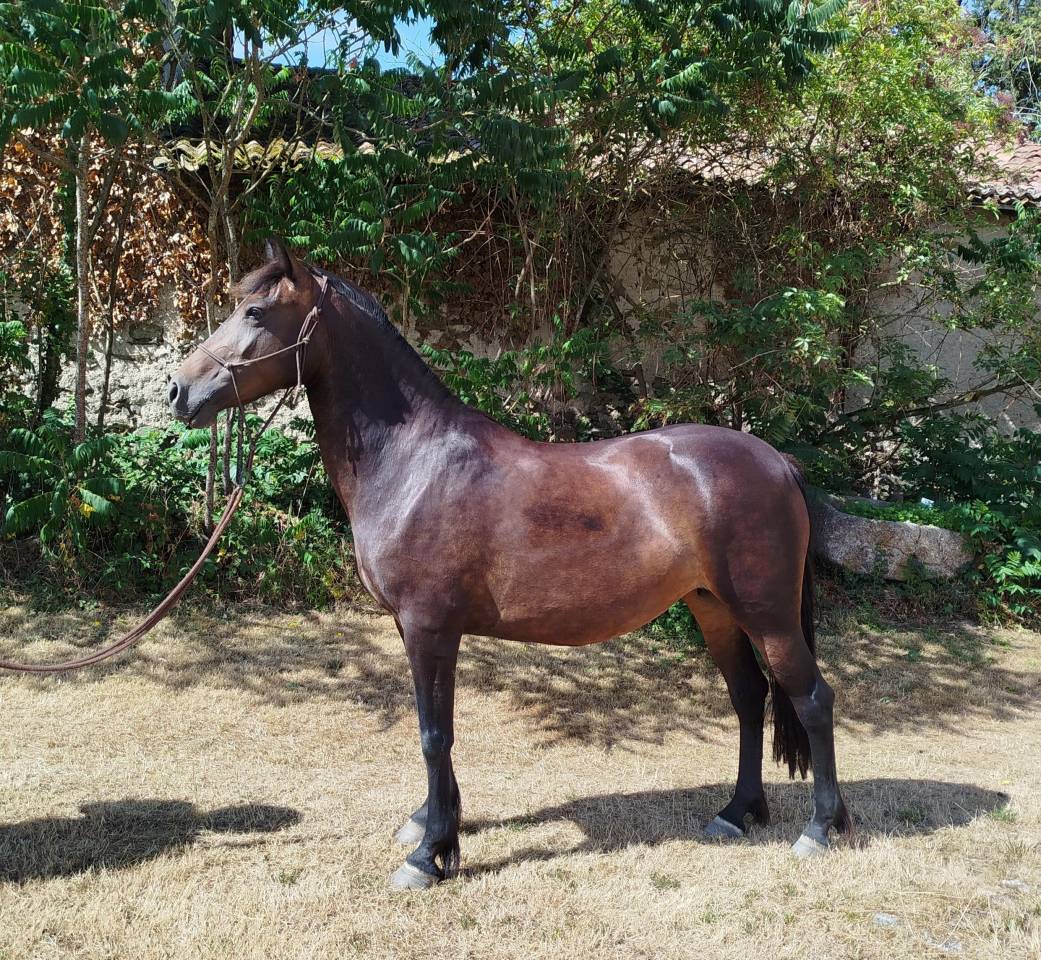 Yegua Connemara En venta 2019 Negro por TITUS DE LIAF