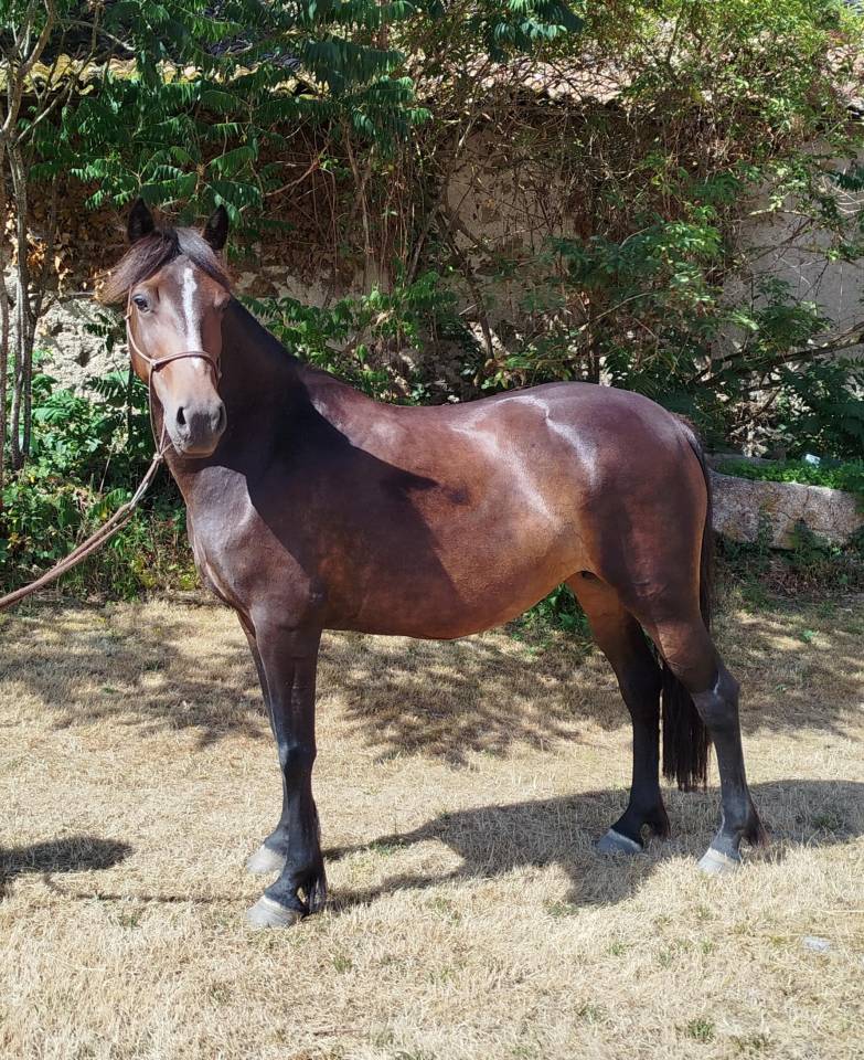 Yegua Connemara En venta 2019 Negro por TITUS DE LIAF