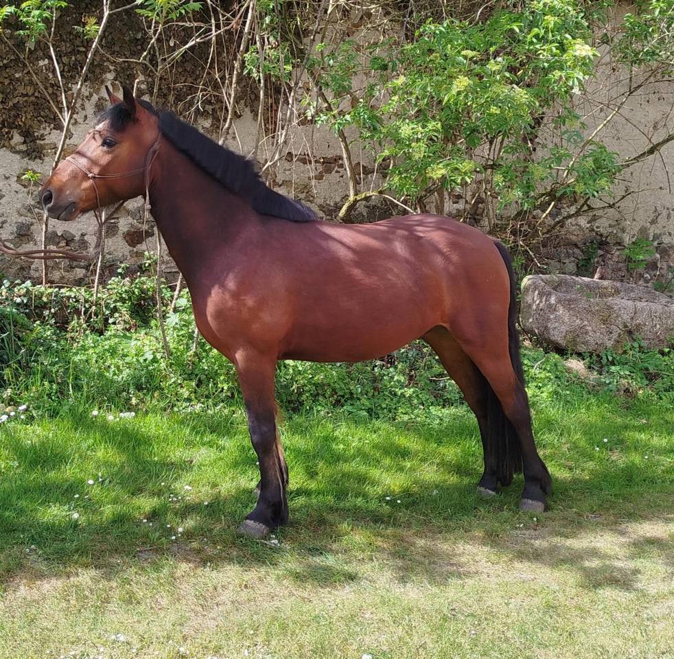 Caballo castrado Connemara En venta 2022 Bayo por TITUS DE LIAF