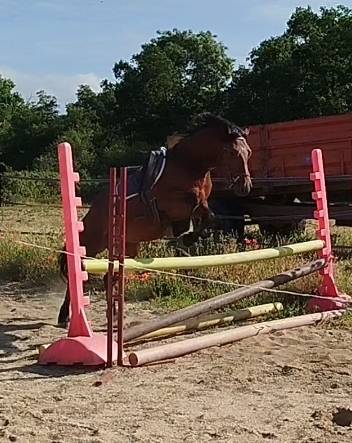Caballo castrado Connemara En venta 2022 Bayo por TITUS DE LIAF