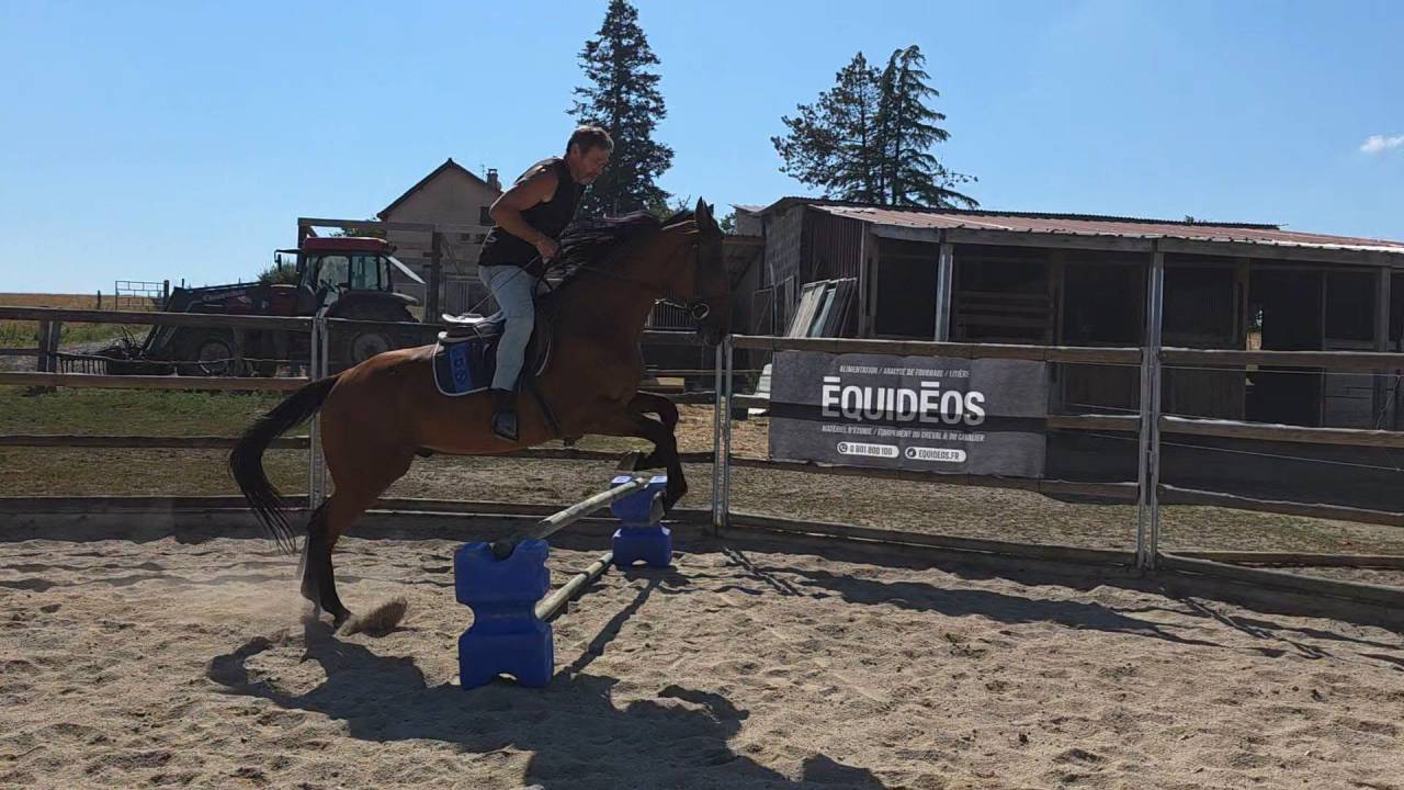 Caballo castrado Trot&oacute;n Franc&eacute;s En venta 2022 Bayo
