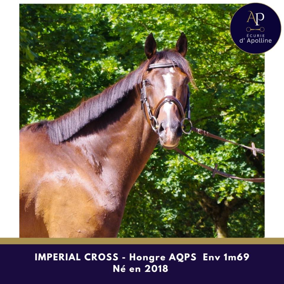 Caballo castrado AQPS En venta 2018 Bayo moreno