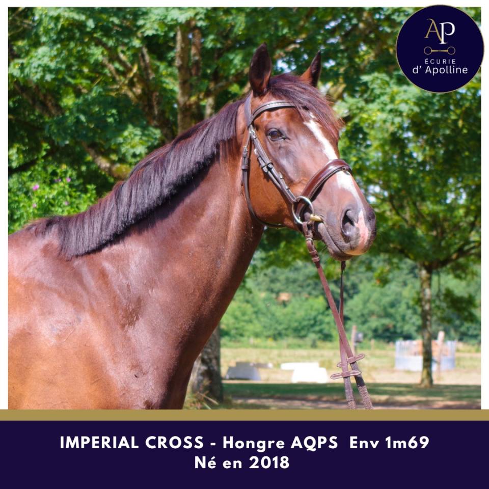 Caballo castrado AQPS En venta 2018 Bayo moreno