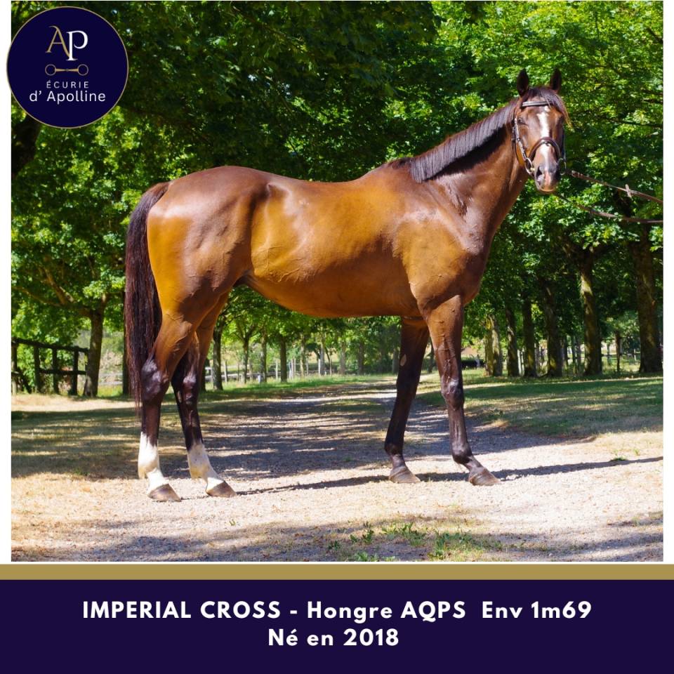 Caballo castrado AQPS En venta 2018 Bayo moreno