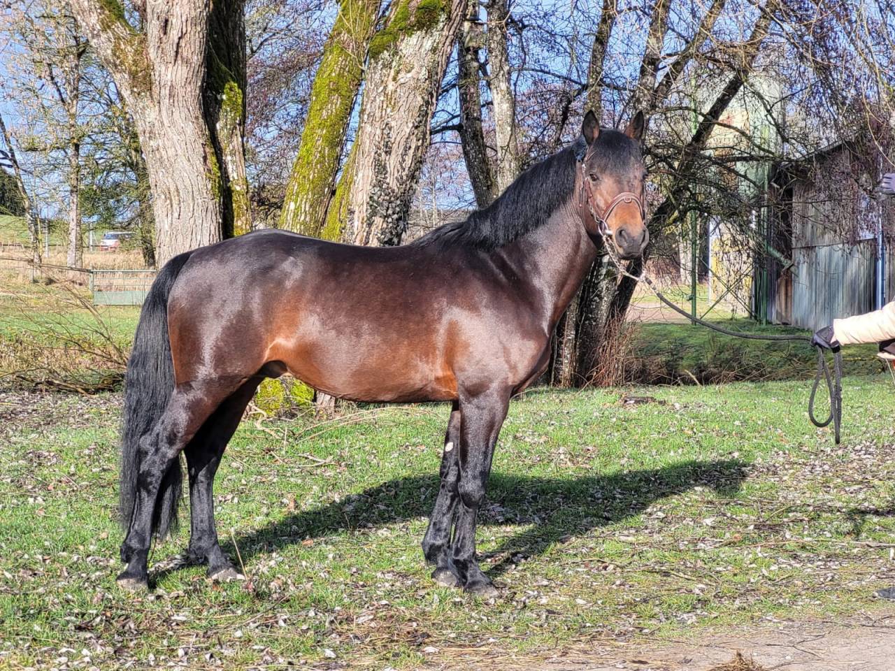 Semental Connemara En venta 2015 Bayo
