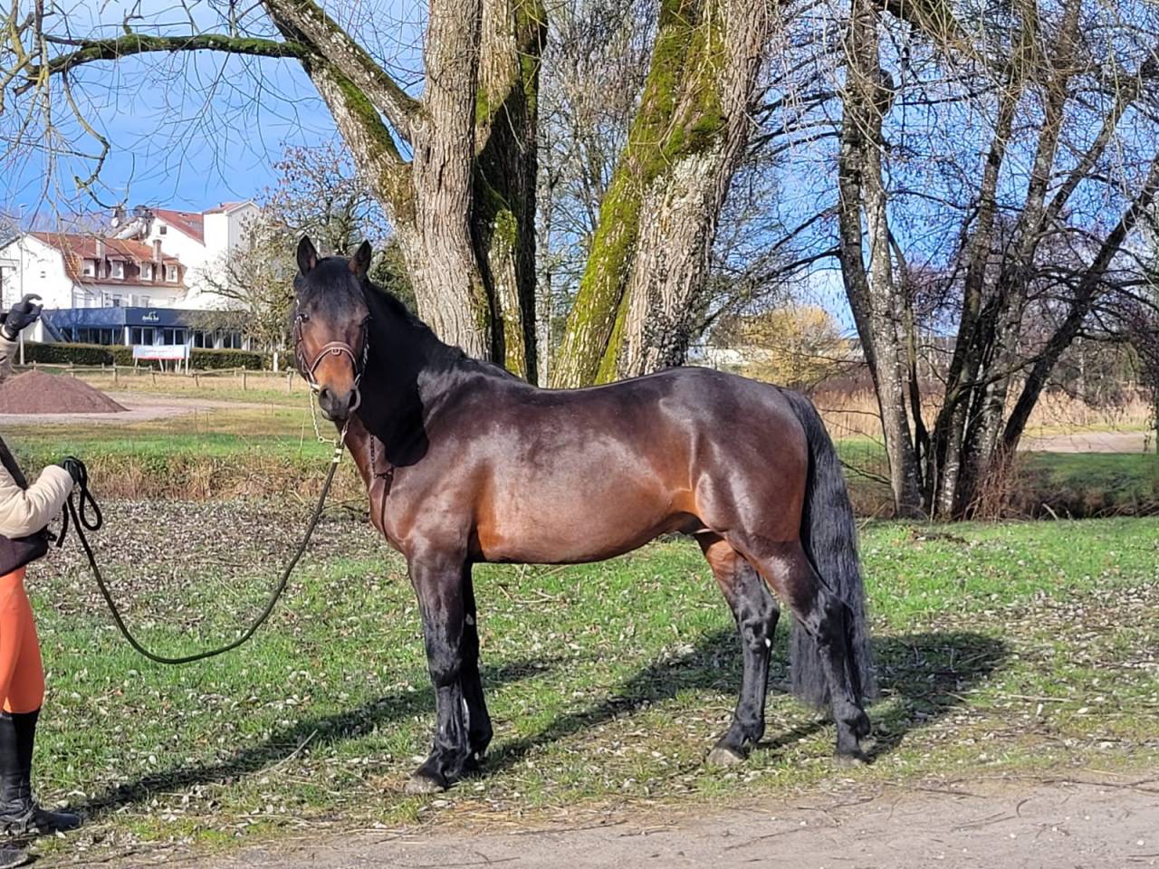 Semental Connemara En venta 2015 Bayo
