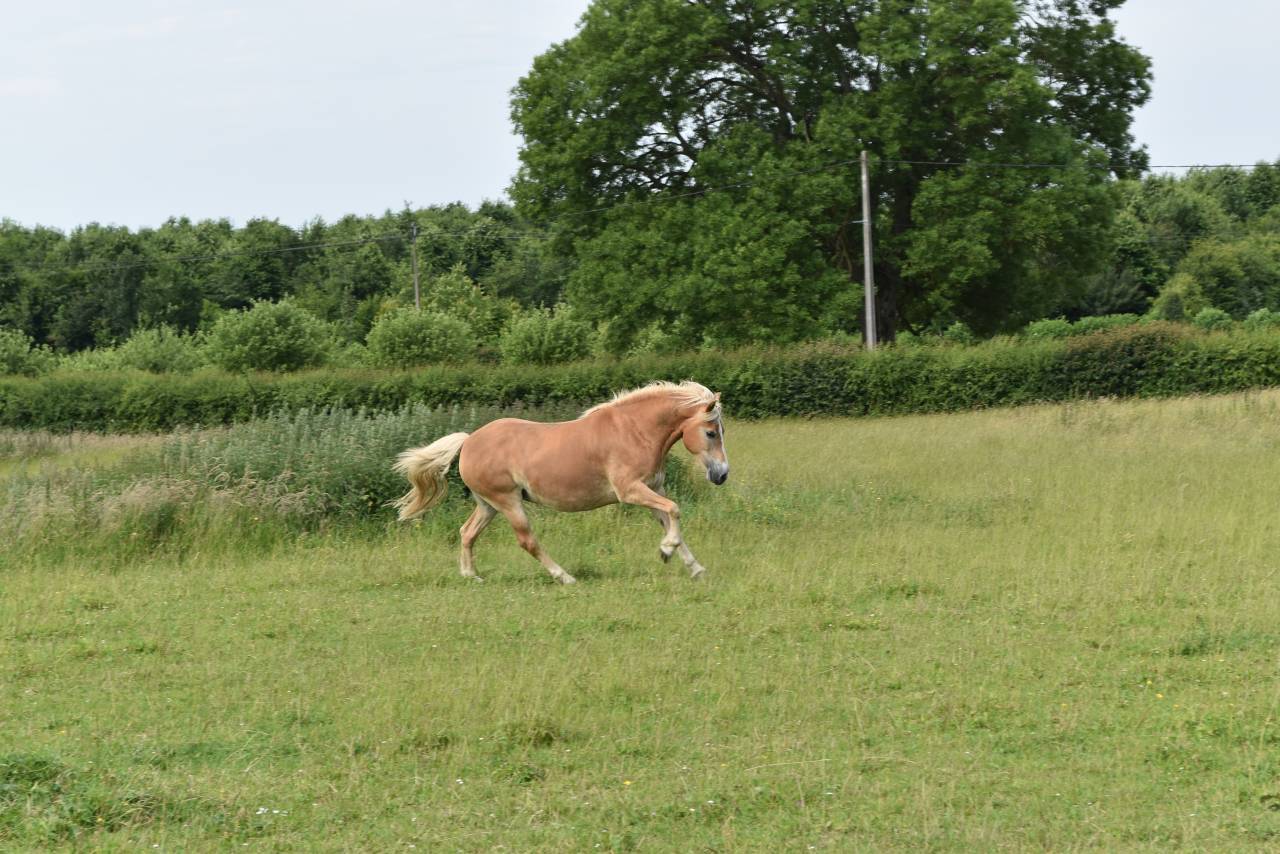 Yegua Haflinger En venta 2012 Alaz&aacute;n por liz Alcantara