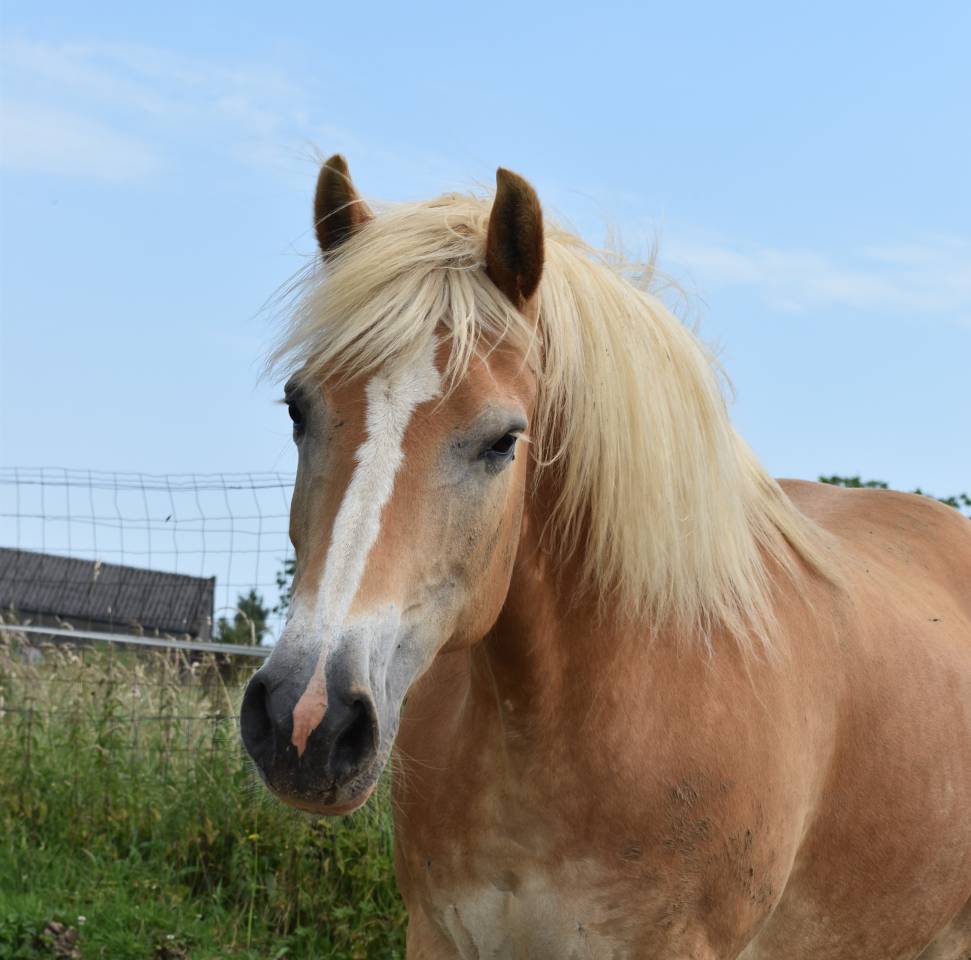 Yegua Haflinger En venta 2012 Alaz&aacute;n por liz Alcantara