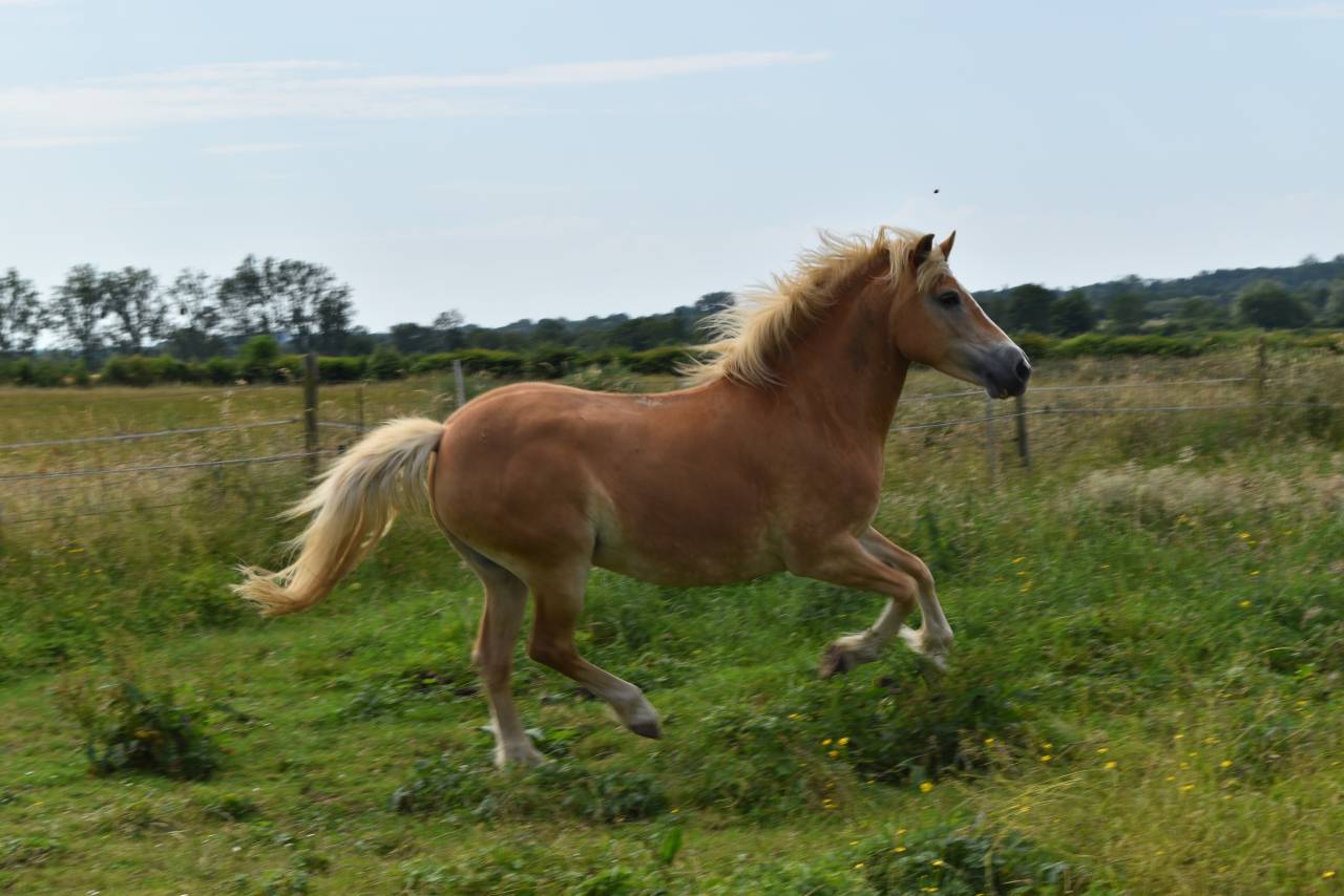 Yegua Haflinger En venta 2012 Alaz&aacute;n por liz Alcantara