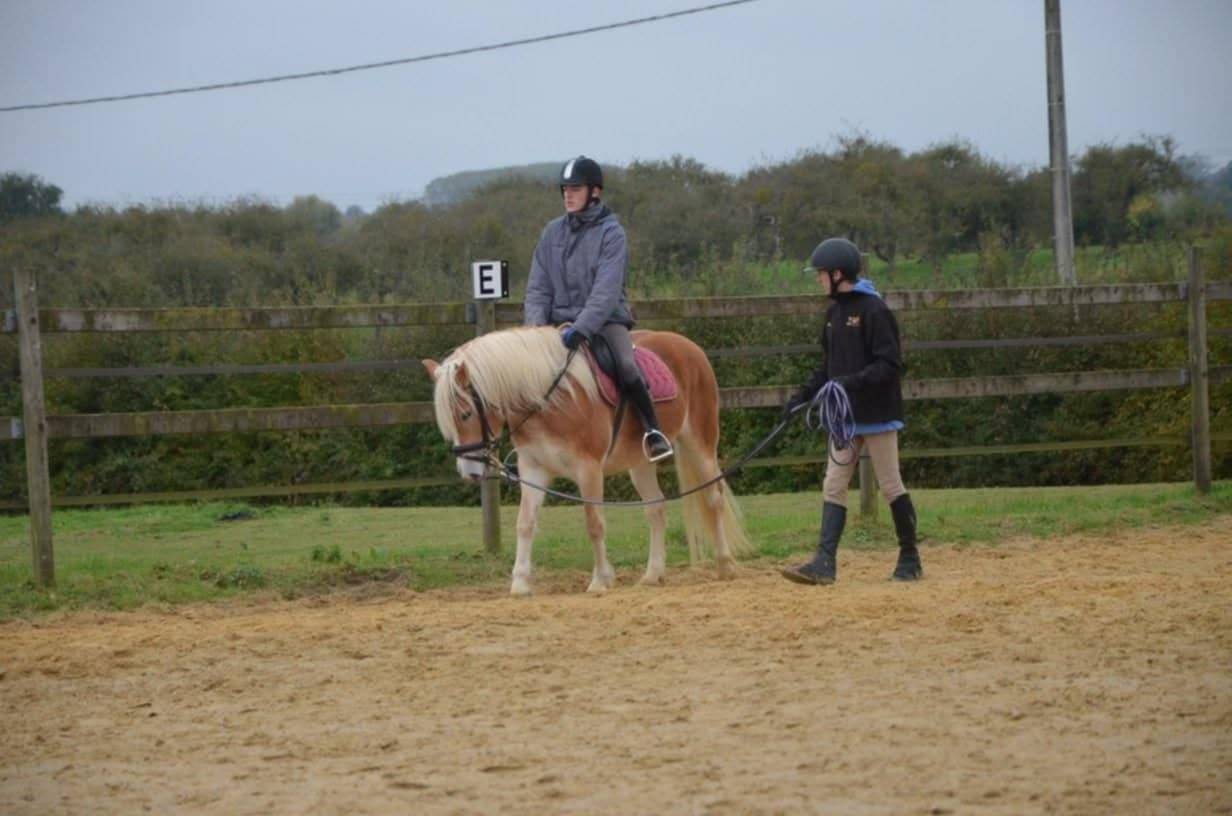 Yegua Haflinger En venta 2012 Alaz&aacute;n por liz Alcantara