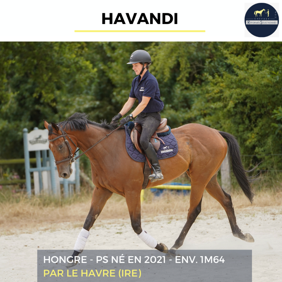 Caballo castrado Pura Sangre En venta 2021 Bayo