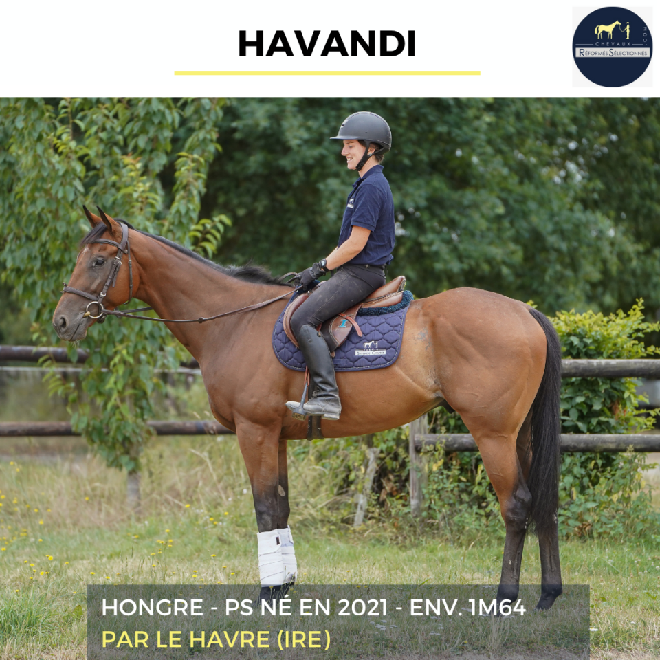Caballo castrado Pura Sangre En venta 2021 Bayo