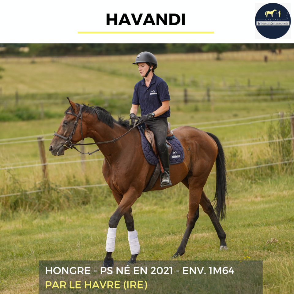 Caballo castrado Pura Sangre En venta 2021 Bayo