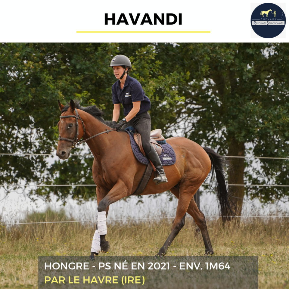 Caballo castrado Pura Sangre En venta 2021 Bayo