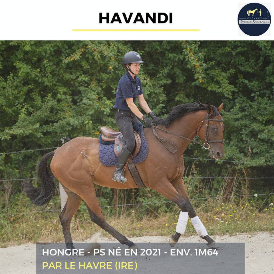 Caballo castrado Pura Sangre En venta 2021 Bayo