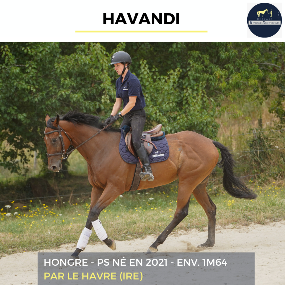 Caballo castrado Pura Sangre En venta 2021 Bayo
