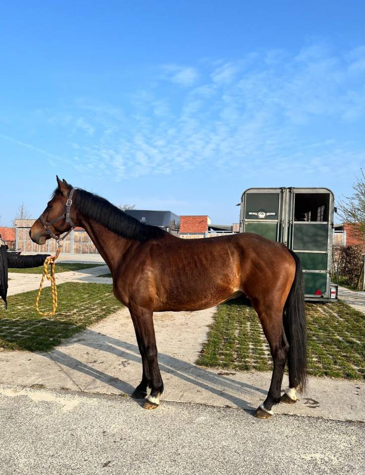 Caballo castrado Zangersheide En venta 2020 Bayo